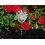 Rødvinsglas m/rosemotiv